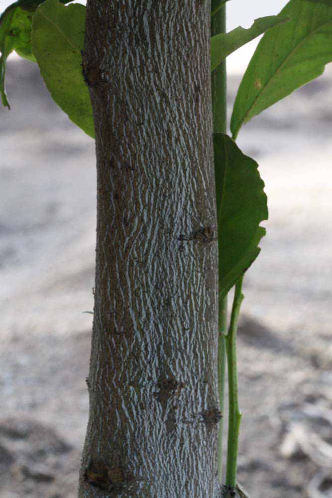              Bark (Boukhobza, Riverside, CA)       